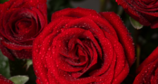 美国的国花是什么花：玫瑰花(寓意热情、美丽和爱情)