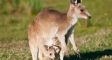 澳大利亚三大国宝:袋鼠/考拉/鸸鹋（野生袋鼠有六千多万只）